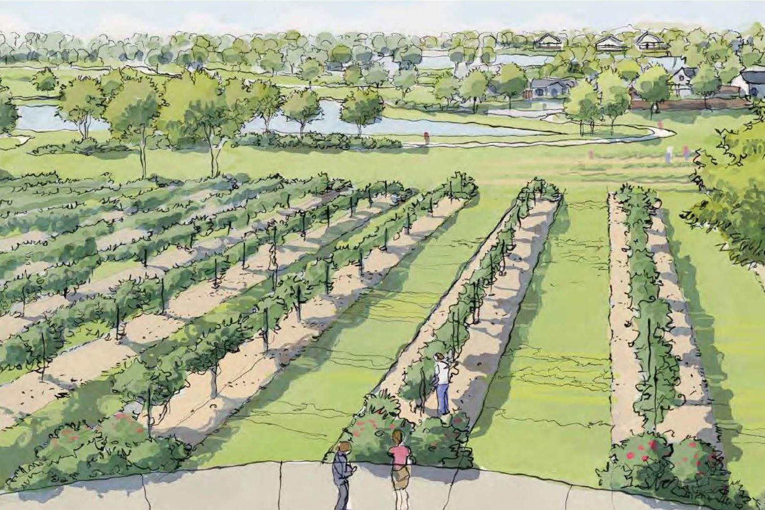 Chambers Creek in Willis, TX Prices, Plans, Availability